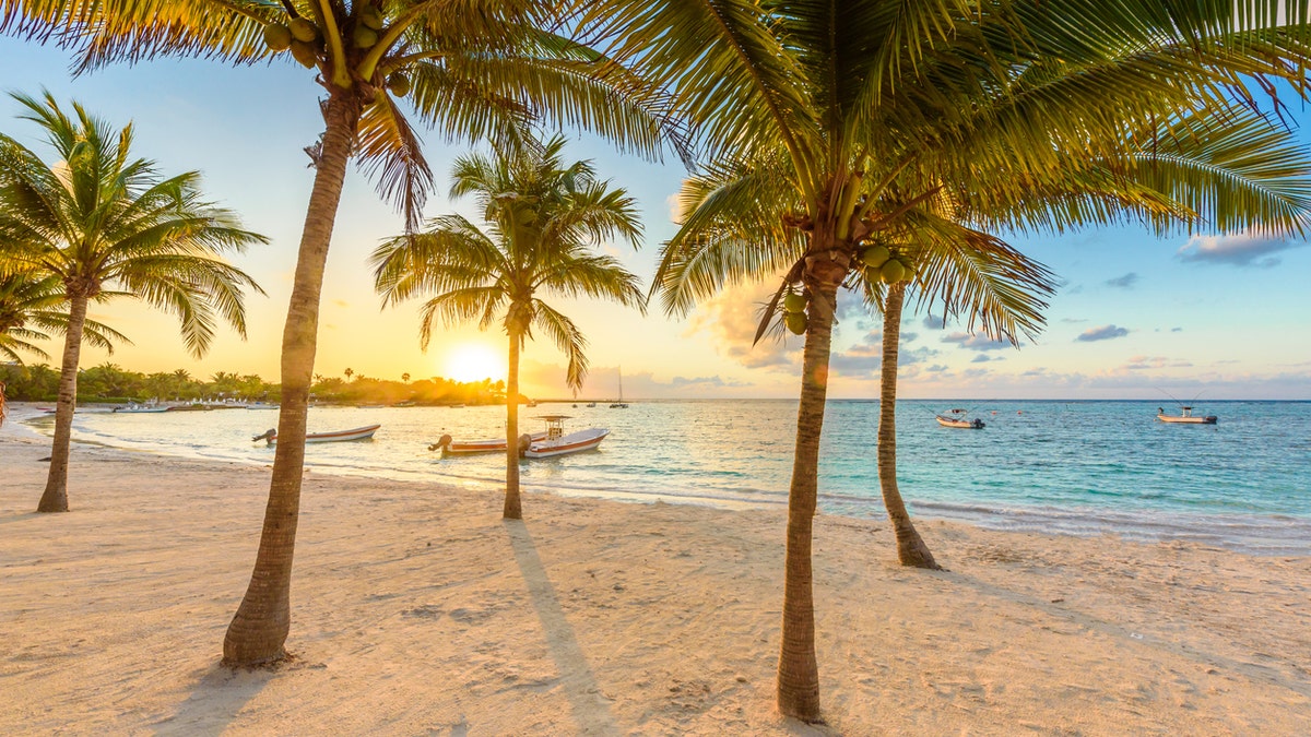 Palm trees near beach in Quintana Roo, Mexico