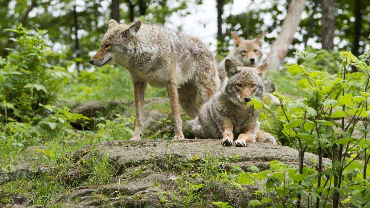 coyote pack of three