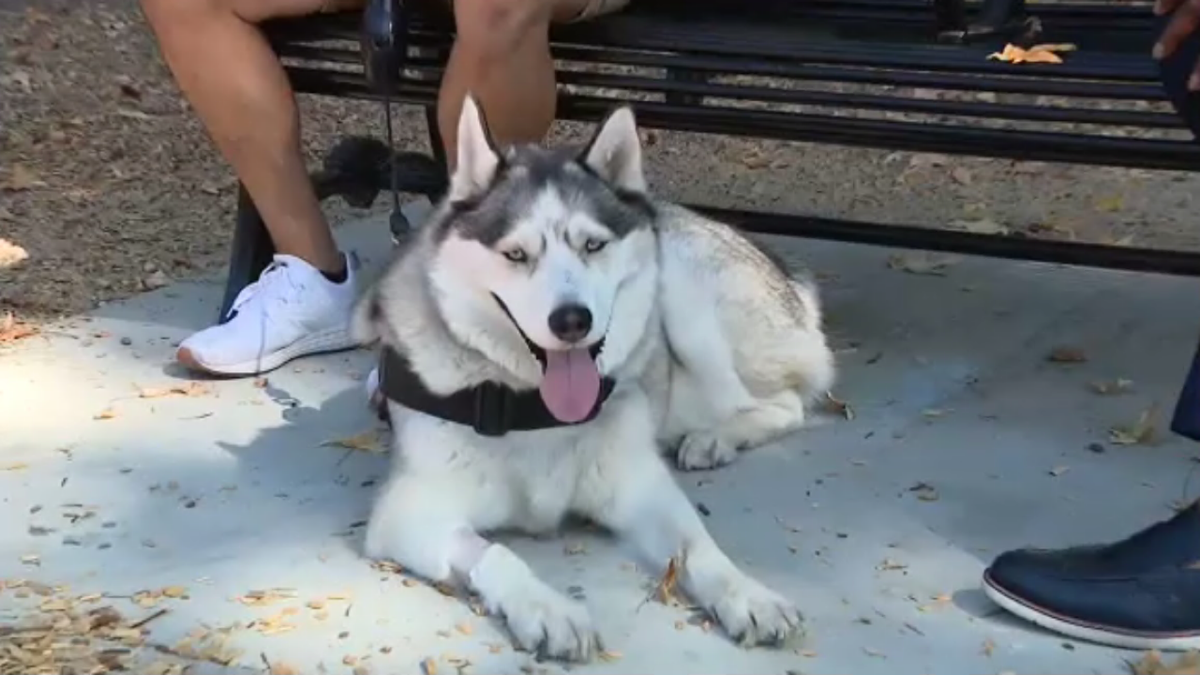 Loki the Alaskan Husky panting