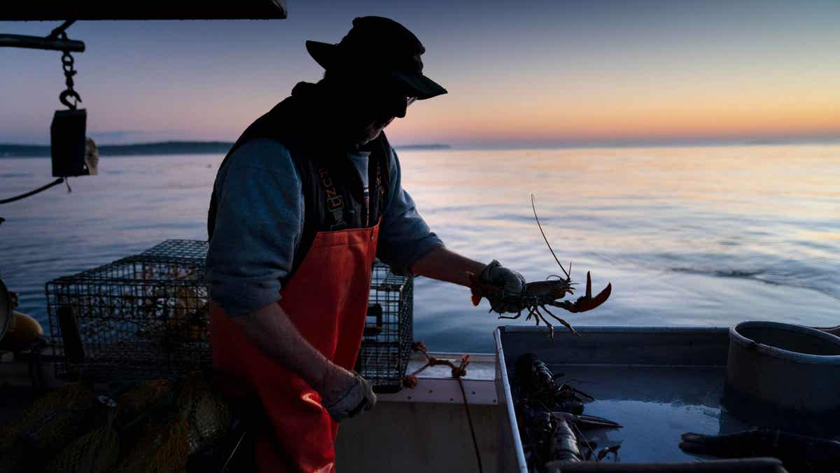 Maine lobster fisherman