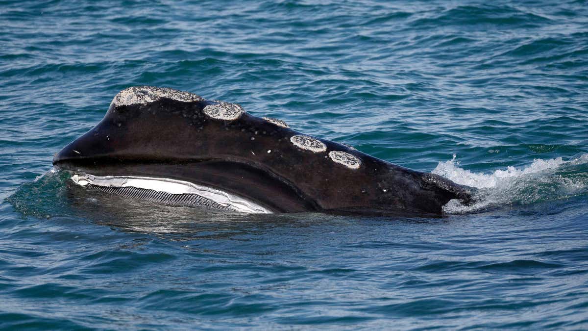 Atlantic right whale