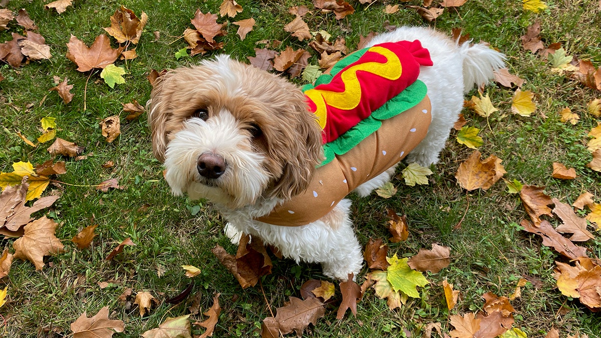 Dog dressed as hot dog 