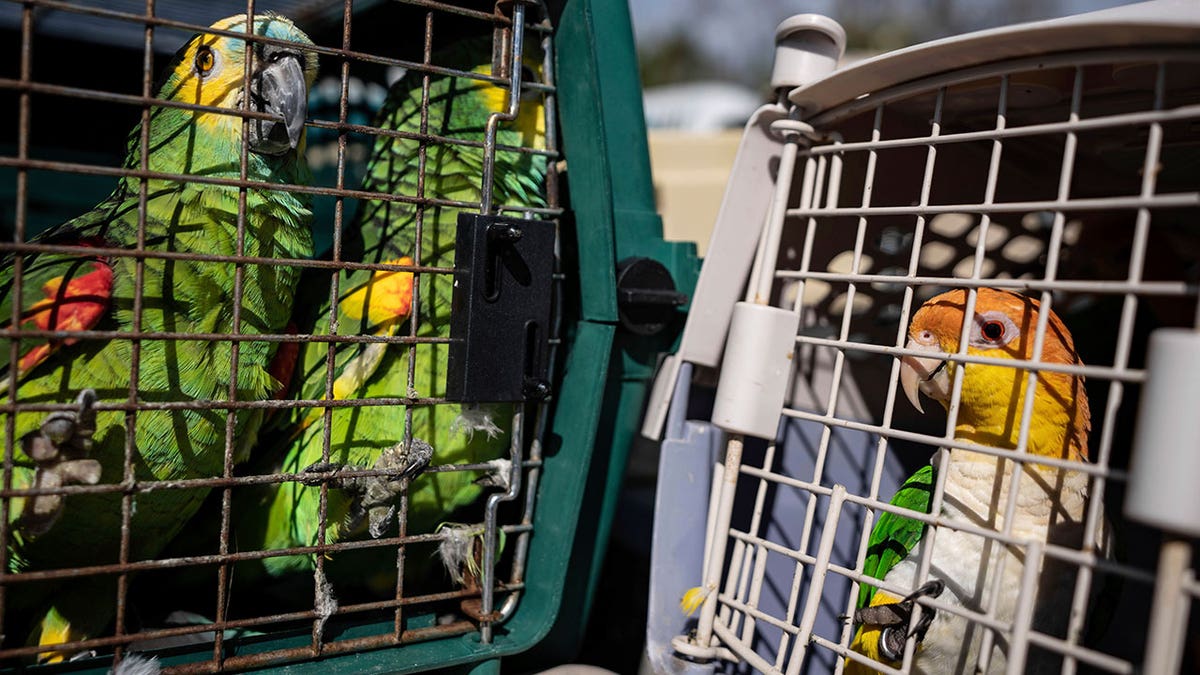 Parrots in cages