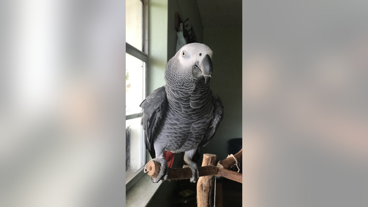 Apollo the parrot