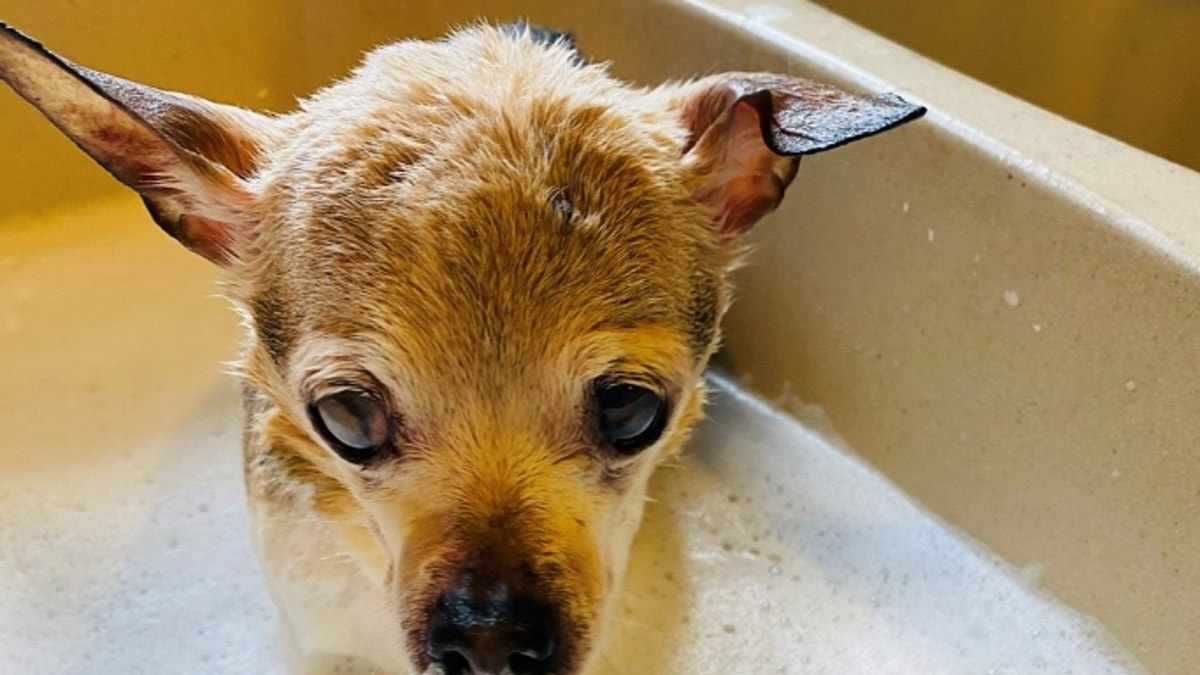 Pebbles gets a bubble bath