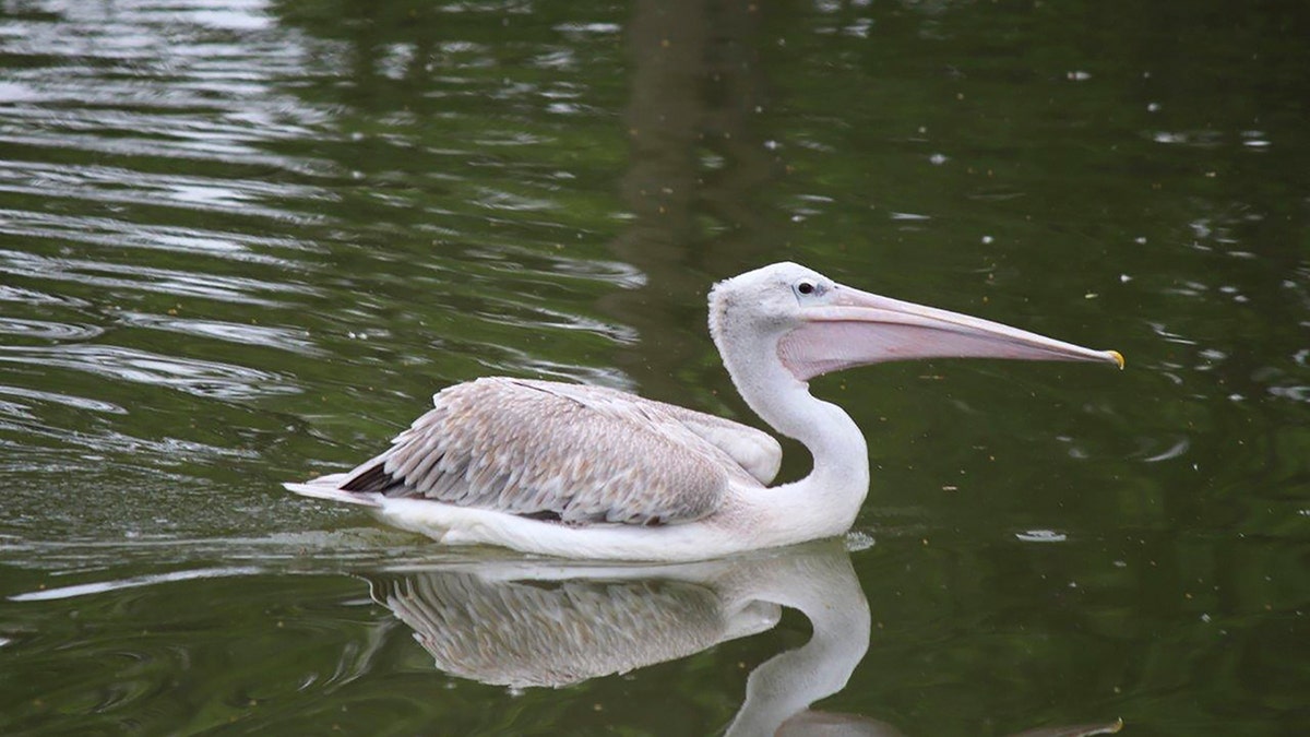  pink-backed pelican