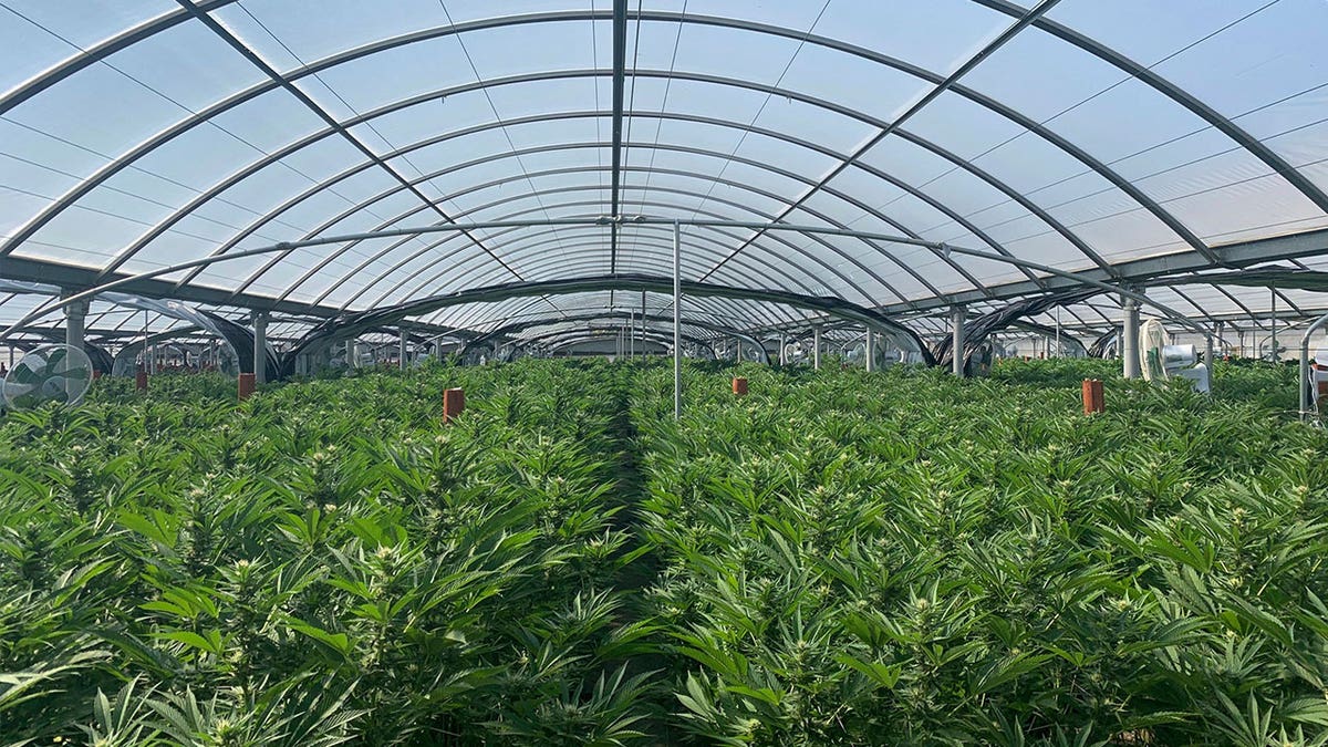 CA expands America's largest illegal marijuana eradication program