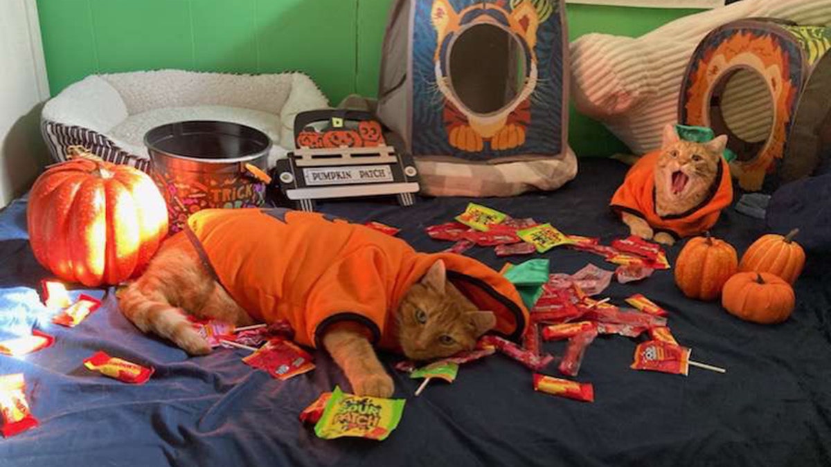 Cats dressed as pumpkins for Halloween