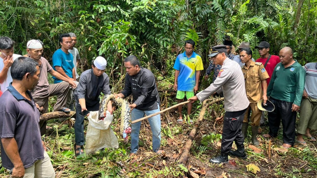 Python eats grandmother in Indonesia