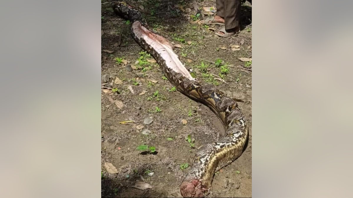 Python in Indonesia