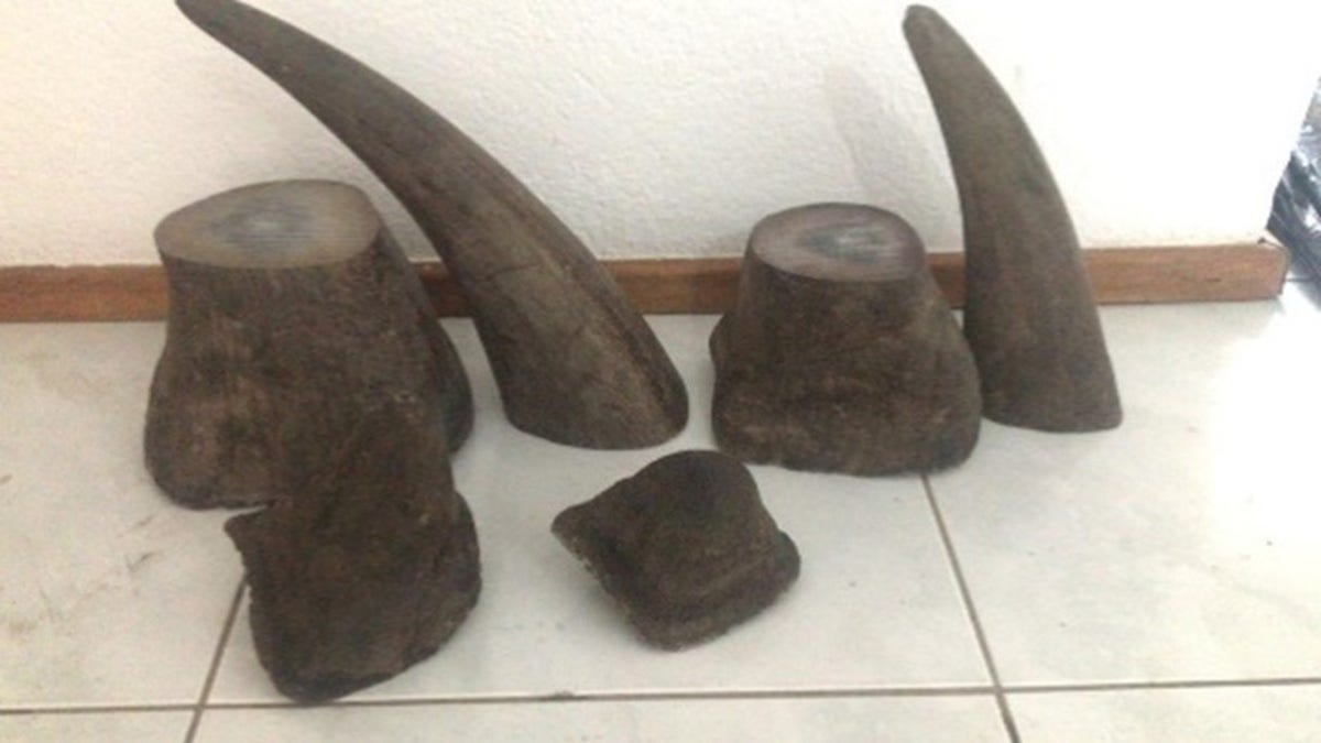 Rhino horns