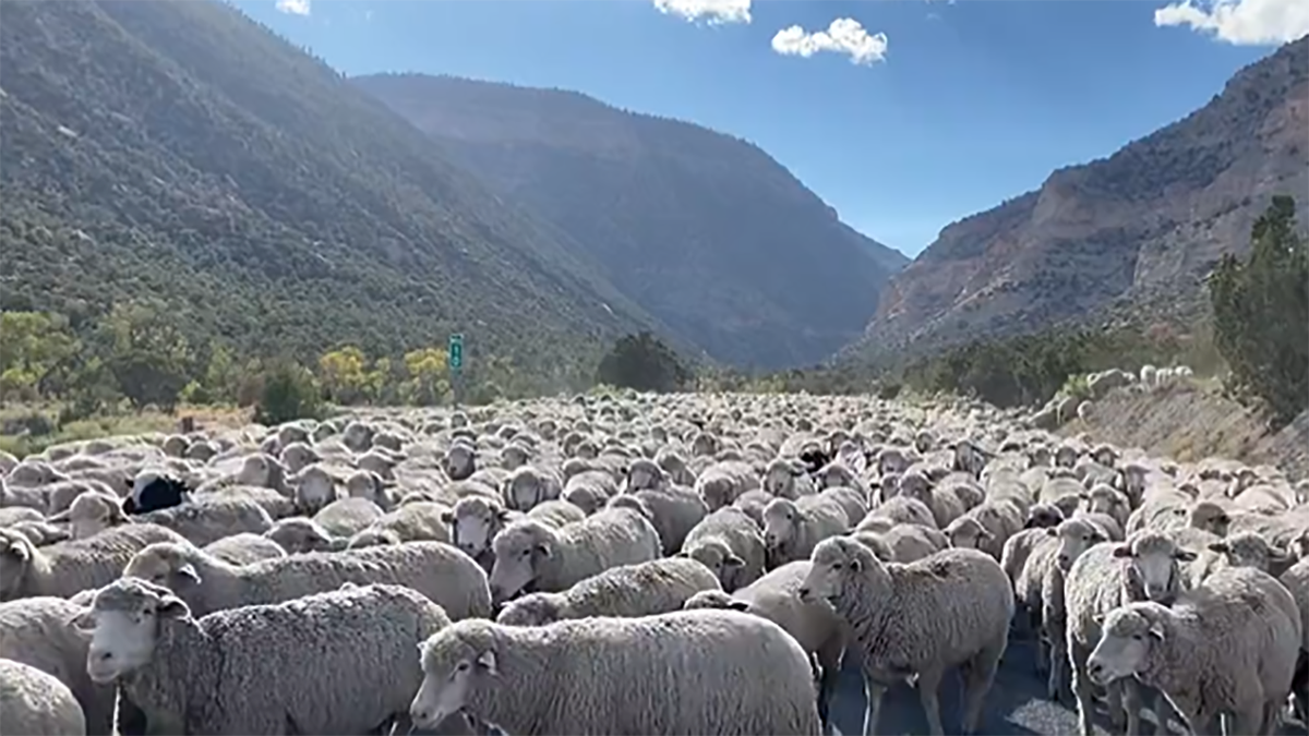 large sheep herd blocks utah roadway