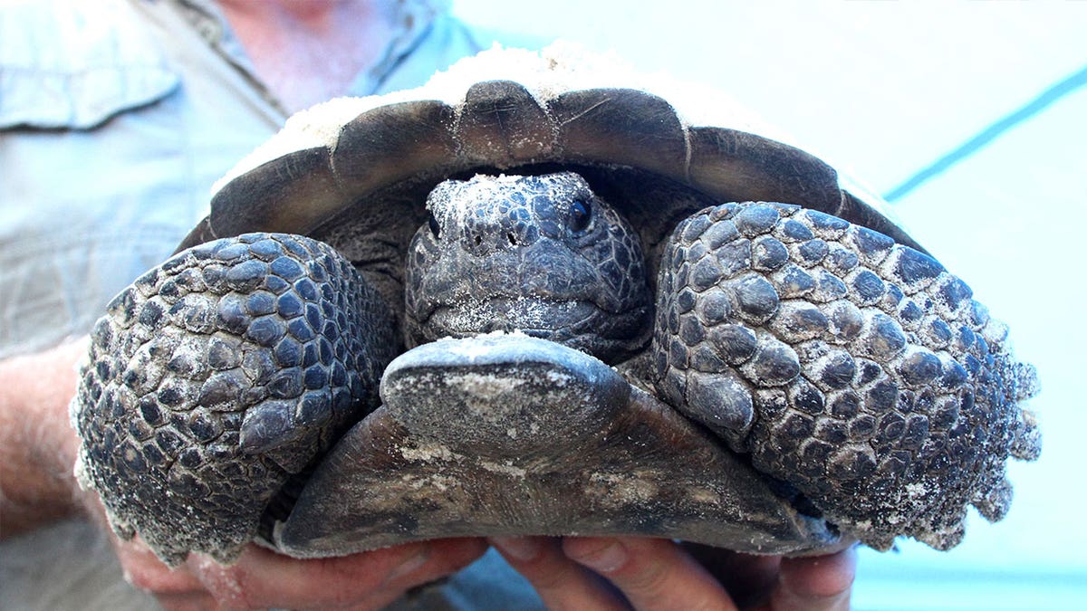 Threatened reptiles in FL