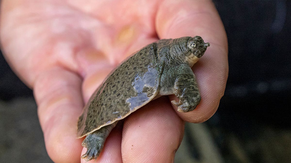 Endangered turtles hatch