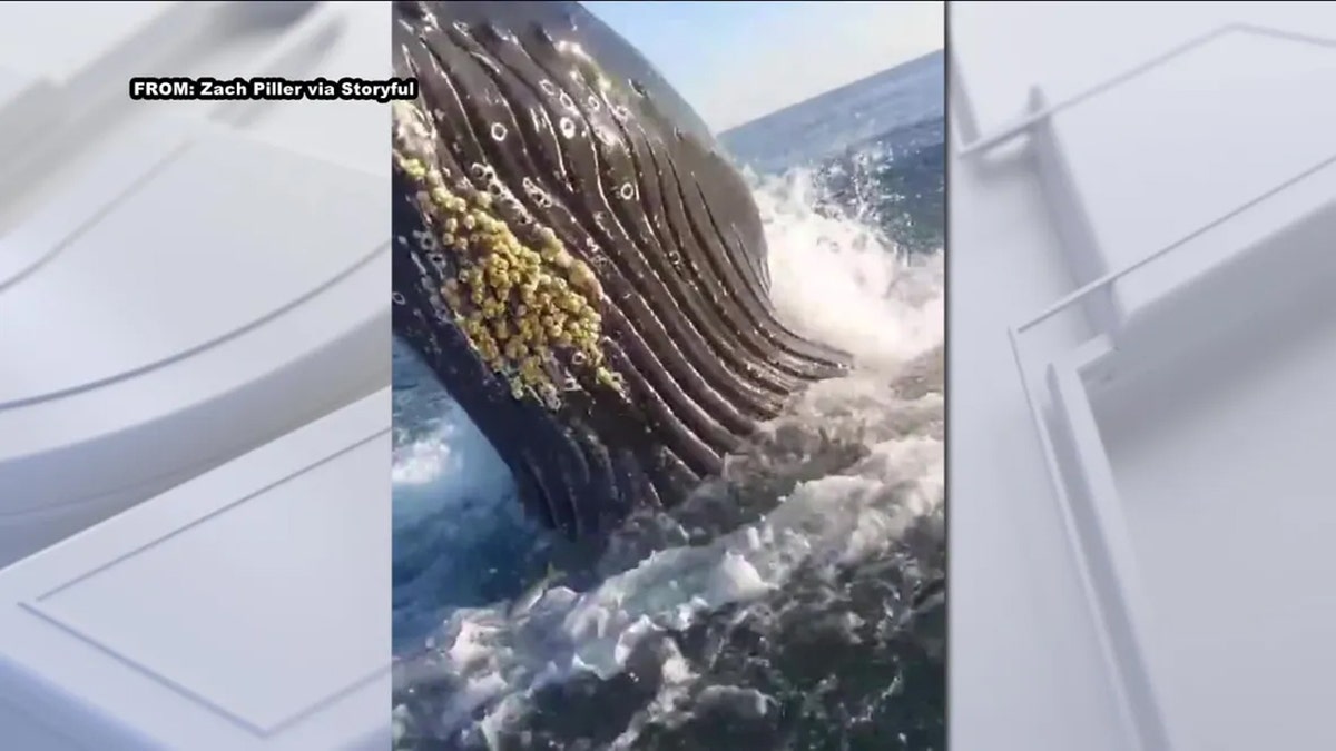 Humpback whale breach caught on video