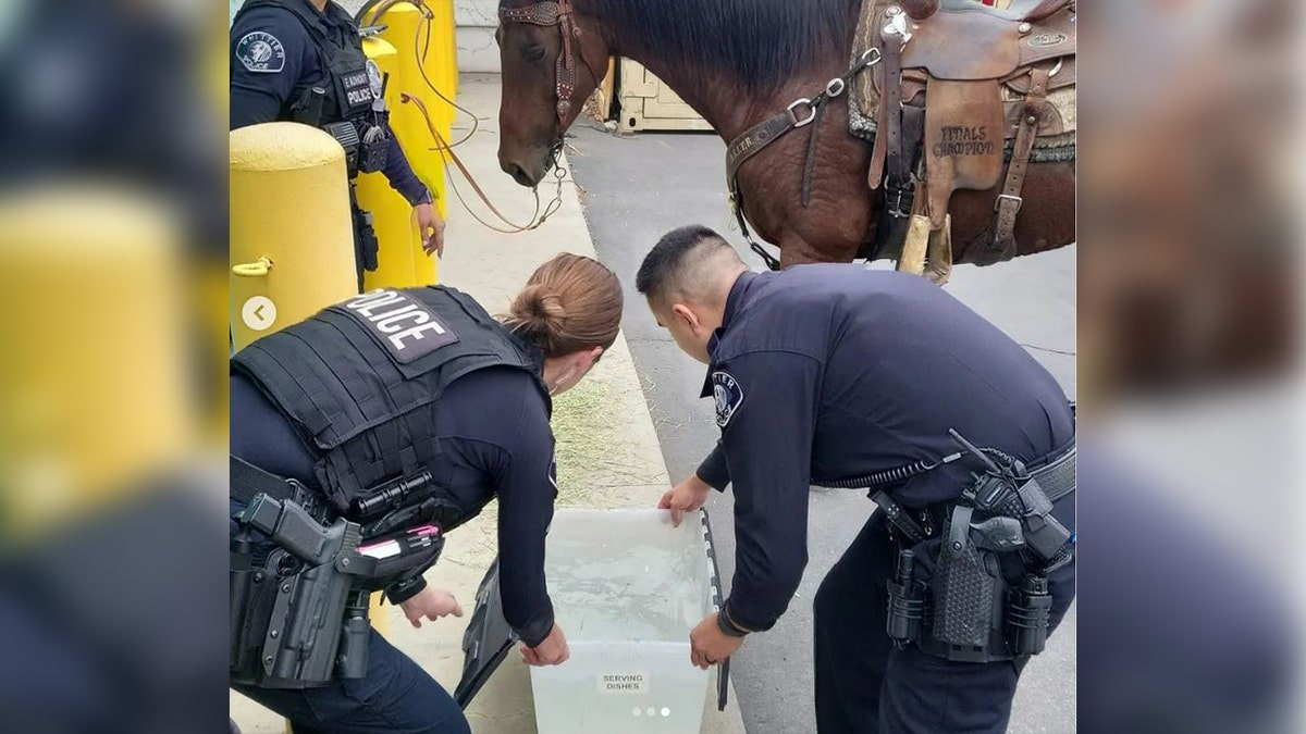 Horse water DUI Whittier PD