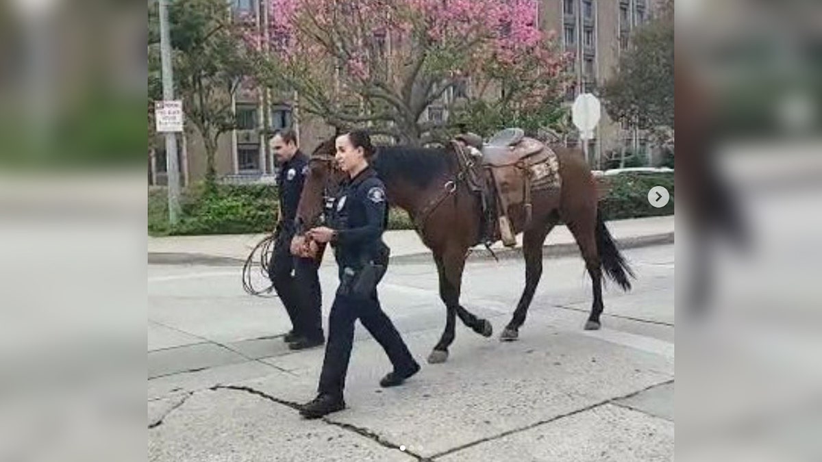 Whittier PD horse taken to station