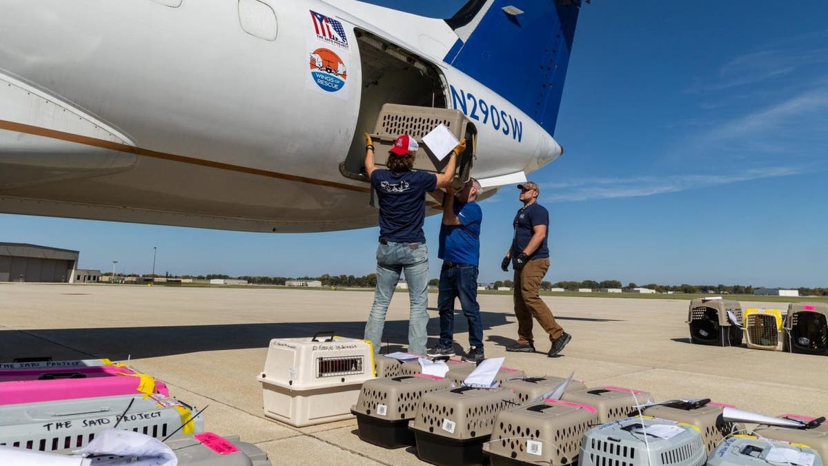 People loading animals into an airplane