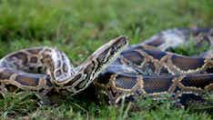 NYC man attempted to smuggle 3 Burmese pythons in his pants across US-Canada border