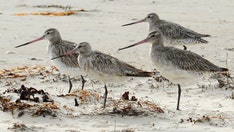 Winging it: Young bird may have set distance record by flying non-stop from Alaska to Tasmania