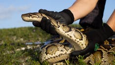 Florida man captures 28 Burmese pythons to win top prize in state's annual challenge