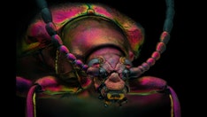 Photos that stun: 23 amazing pix of our living world from Nikon’s microscopy competition