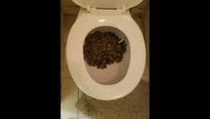Georgia suspects caught trying to flush pounds of marijuana down toilet, police say