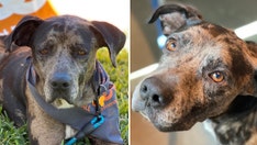 Dog in Houston beat a nasty disease and is now up for adoption