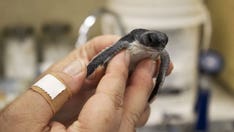 Florida zoo cares for hundreds of baby sea turtles in wake of Hurricane Ian
