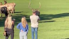 Caught on video: Agitated bull elk charges man in Colorado national park