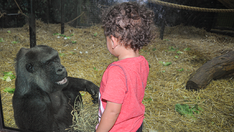 Oldest gorilla in America dies at 64 in Kentucky: 'Miss her greatly'
