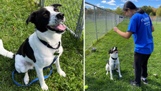Adorable labrador-retriever mix rescued from Hurricane Ian available for adoption in New Jersey