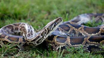 NYC man attempted to smuggle 3 Burmese pythons in his pants across US-Canada border