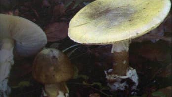 Massachusetts doctors save mother, son who nearly died after eating 'death cap' mushrooms