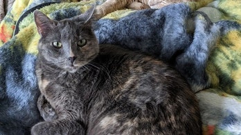 Snuggly cat is looking for a forever home — Meet 'Baby Blue'