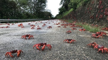 Christmas Island red crab migration underway