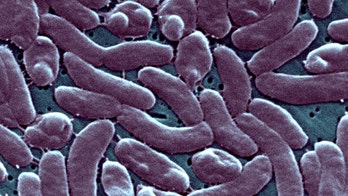 Flesh-eating bacteria infections may rise as climate warms, study finds