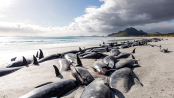 Nearly 500 pilot whales dead in New Zealand strandings