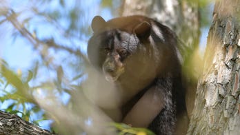 Colorado man survives city’s 2nd bear attack this year