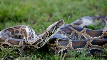 New York man who smuggled pythons into the US by hiding them in his pants sentenced to probation, fined $5k