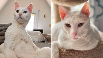 Domestic shorthair cat rescued from Kuwait is up for adoption in Virginia: ‘Best companion ever’