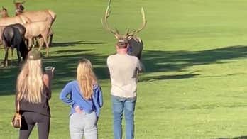 Caught on video: Agitated bull elk charges man in Colorado national park