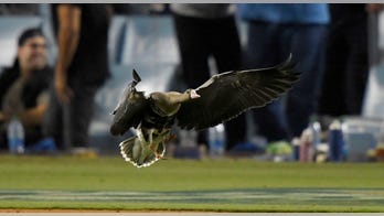 Goose stops play during Dodgers-Padres NLDS Game 2 as staff chase it down