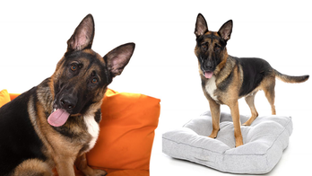 German shepherd mix named Hercules needs a home: He'll 'steal your heart'