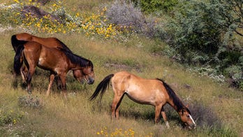 14 wild AZ horses found fatally shot in abdomen, face, between the eyes