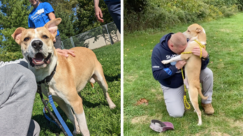 Hurricane Ian victim needs new home: German shepherd-retriever is up for adoption in New Jersey