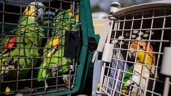Rescuers save 275 parrots after sanctuary owners refused to evacuate from Hurricane Ian