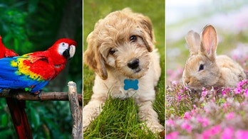 Pets quiz! How well do you know these surprising facts about dogs, cats, birds, rabbits and more?