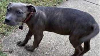 Pit bull kidnapped in armed robbery in DC, police ask for public assistance