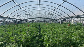 CA expands America’s largest illegal marijuana eradication program